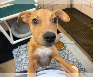 Greyhound-Unknown Mix Dogs for adoption in Fort Wayne, IN, USA