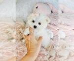 Small #7 Maltese