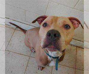 American Staffordshire Terrier Dogs for adoption in San Antonio, TX, USA
