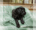 Small Photo #8 Goldendoodle Puppy For Sale in GREENBRIER, AR, USA