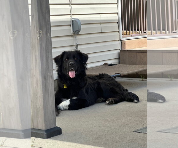 Medium Photo #6 Great Pyrenees-Unknown Mix Puppy For Sale in Sandy, UT, USA