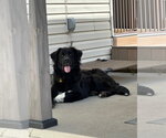 Small #5 Great Pyrenees Mix