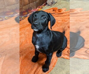 Riley - Female Labrador Retriever Dog for Adoption - Photo #2