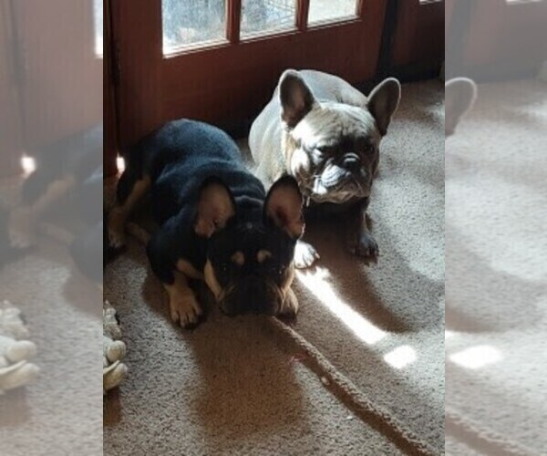 Medium Photo #1 French Bulldog Puppy For Sale in MIDLOTHIAN, VA, USA
