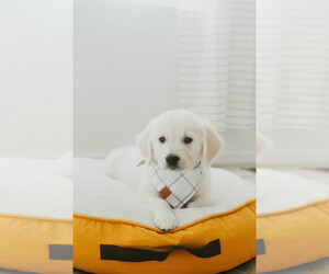 Golden Retriever Puppy for sale in MANTI, UT, USA