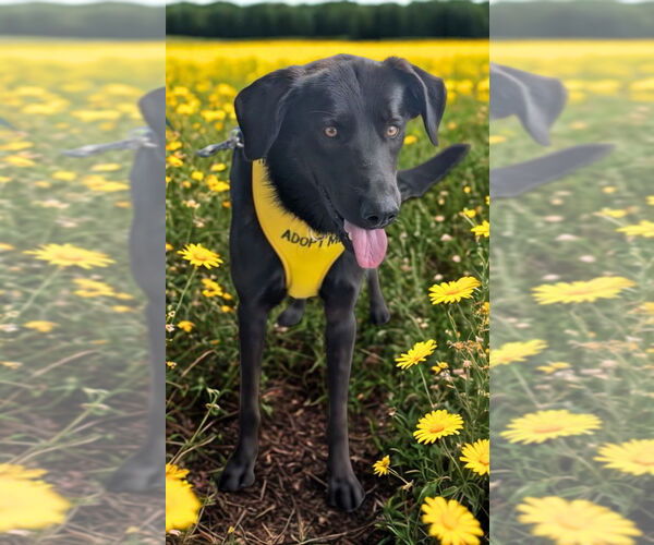 Medium Photo #7 Retriever -Unknown Mix Puppy For Sale in White Bluff, TN, USA