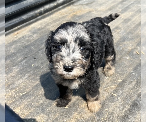 Medium Photo #2 Aussiedoodle-Poodle (Standard) Mix Puppy For Sale in RUSSELL, IA, USA