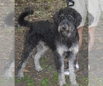 Small Photo #1 Labradoodle Puppy For Sale in ROCKFORD, IA, USA