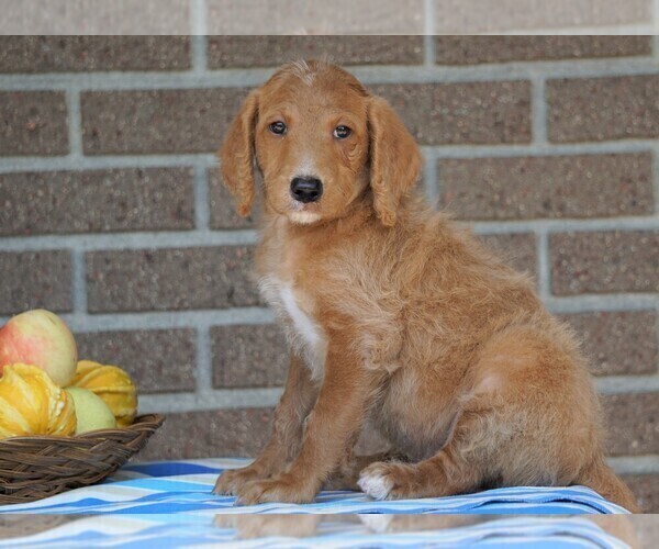 Medium Photo #2 Labradoodle Puppy For Sale in FREDERICKSBG, OH, USA