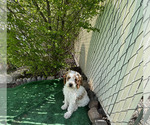 Small Photo #1 Goldendoodle (Miniature) Puppy For Sale in LAYTON, UT, USA