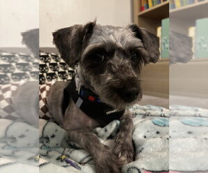 Poodle (Standard)-Unknown Mix Dogs for adoption in Mundelein, IL, USA