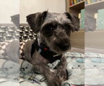 Dorian Gray - Male Poodle (Standard)-Unknown Mix Dog for Adoption - Small photo
