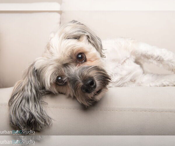 Medium Photo #3 Mutt Puppy For Sale in Tampa, FL, USA