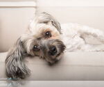 Small #2 Mutt