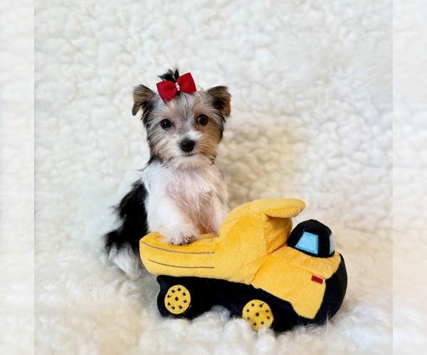 Medium Photo #1 Yorkshire Terrier Puppy For Sale in REDLANDS, CA, USA