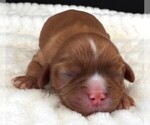 Puppy Puppy 2 Cavalier King Charles Spaniel