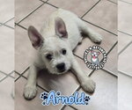 Small #3 French Bulldog-Miniature Schnauzer Mix