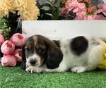 Small #4 Dachshund