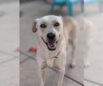 Small Labrador Retriever