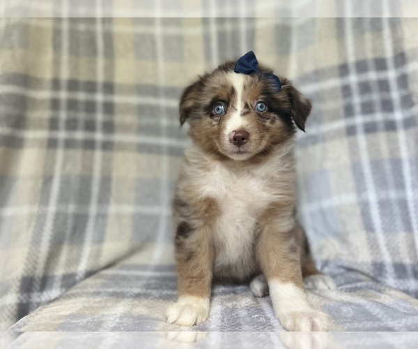 Medium Photo #4 Miniature Australian Shepherd Puppy For Sale in LAKELAND, FL, USA