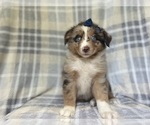 Small #3 Miniature Australian Shepherd