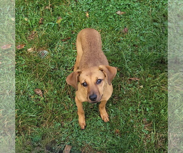 Medium Photo #4 Mutt Puppy For Sale in FAIRLAWN, OH, USA