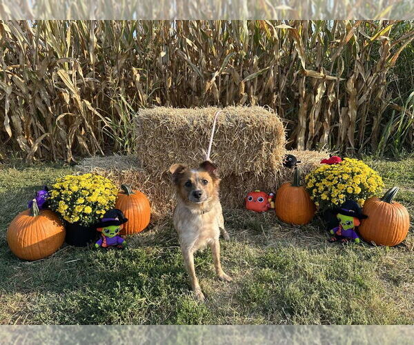 Medium Photo #5 Mutt Puppy For Sale in Evansville, IN, USA