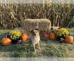 Small #4 Mutt
