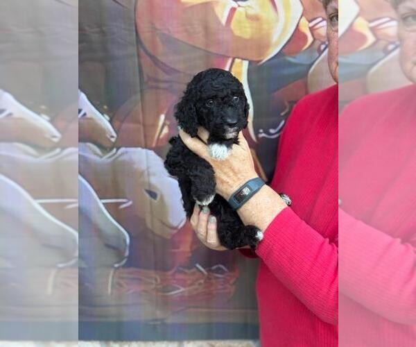 Medium Photo #4 Goldendoodle Puppy For Sale in JACKSONVILLE, FL, USA