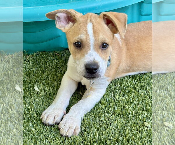 Medium Photo #4 American Pit Bull Terrier-Unknown Mix Puppy For Sale in Sandy, UT, USA