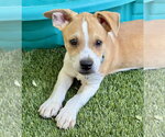 Small #3 American Pit Bull Terrier Mix