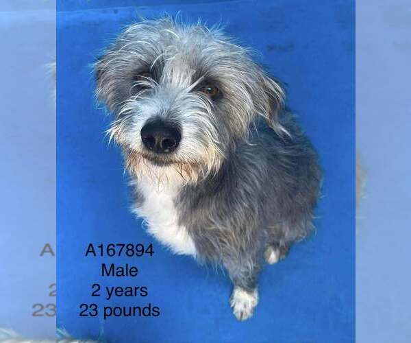 Medium Photo #1 Mutt Puppy For Sale in Calgary, Alberta, Canada