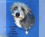 Small Mutt