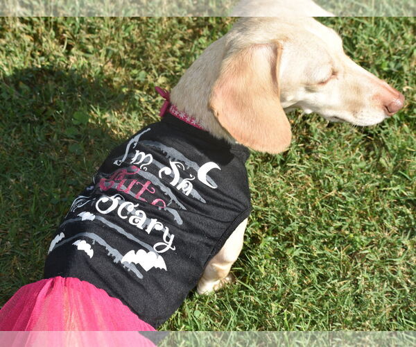 Medium Photo #12 Dachshund Puppy For Sale in Shelbyville, TN, USA