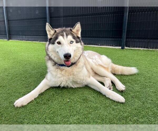 Medium Photo #3 Siberian Husky Puppy For Sale in Orange, CA, USA