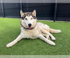 NALU - Male Siberian Husky Dog for Adoption - Photo #3