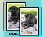 Puppy Splash German Shepherd Dog