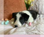 Small #3 Border-Aussie