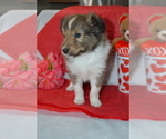 Small #2 Shetland Sheepdog