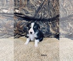 Puppy 8 Mini Australian Shepterrier-Pembroke Welsh Corgi Mix