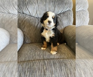 Bernese Mountain Dog Puppy for Sale in BAYARD, Nebraska USA