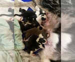 Small Photo #10 Border Collie Puppy For Sale in BUCKLIN, MO, USA
