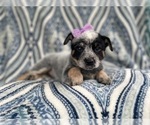 Small Photo #10 Australian Cattle Dog Puppy For Sale in LAKELAND, FL, USA