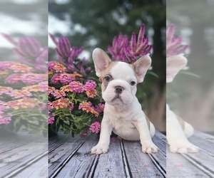French Bulldog Puppy for sale in INDIANAPOLIS, IN, USA