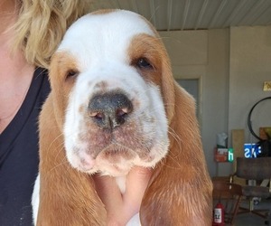 Basset Hound Puppy for Sale in FRANKFORT, Kansas USA