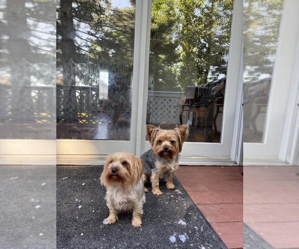 Medium Photo #1 Yorkshire Terrier Puppy For Sale in PORTLAND, OR, USA