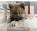 Small Photo #2 Chow Chow Puppy For Sale in EL PASO, TX, USA
