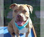MONTY - Male American Staffordshire Terrier-Unknown Mix Dog for Adoption - Small photo