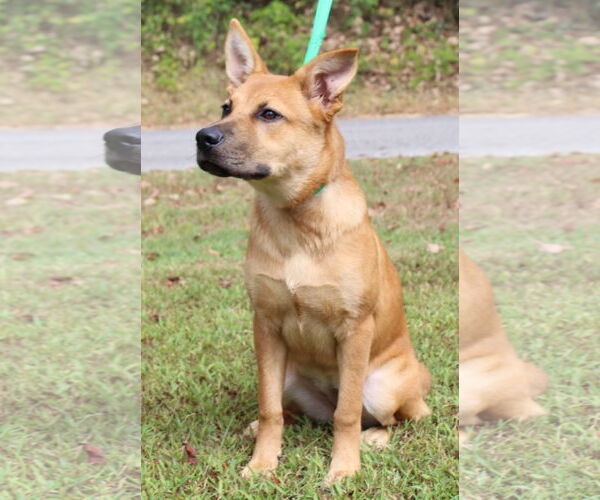 Medium Photo #3 Mutt Puppy For Sale in Prattville, AL, USA