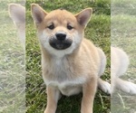 Small Photo #4 Shiba Inu Puppy For Sale in CANOGA, NY, USA
